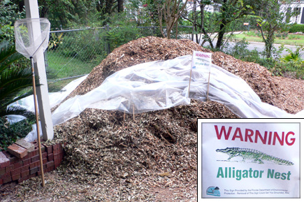 The sign awaiting Alex's arrival from Ohio on Saturday: WARNING, Alligator Nest, This Sign Provided by the Florida Department of Environmental
Protection.  Removal of This Sign Could Get You Grounded, Alex.