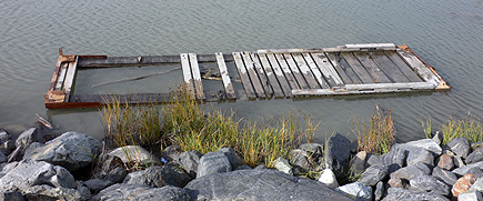 Found floating on the shore of Cook Inlet in Anchorage, Alaska.  (2007)