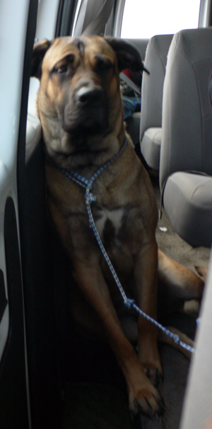 Mabel, the one-year-old female mastiff owned by Daniel of Northernmost Tours in Barrow, Alaska.  (2007)