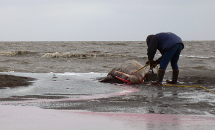 Walrus corpse being harvested on the shore of the Arctic Ocean, a couple miles east of Barrow, Alaska.  (2007)