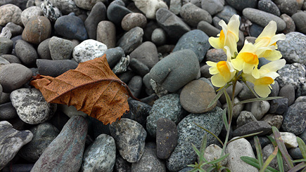 Candy loved this small flower we saw outside a grocery store in Anchorage.  (2007)