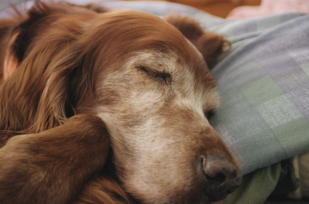 Chauncey sleeping.  (2004)