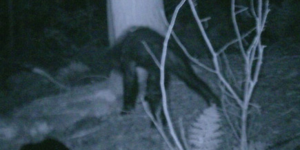 Photo of unknown animal taken by Bushnell trail camera (automatic) with infrared (invisible) flash.  Camera placed by and photo copyright R. Jacobs of Northwestern Pennsylvania.  September 16, 2007, 8:32:05 PM. (Full original image viewable by clicking hi-res image link below.)