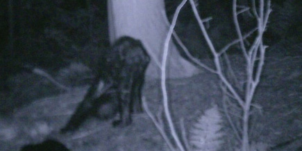 Photo of unknown animal taken by Bushnell trail camera (automatic) with infrared (invisible) flash.  Camera placed by and photo copyright R. Jacobs of Northwestern Pennsylvania.  September 16, 2007, 8:32:41 PM. (Full original image viewable by clicking hi-res image link below.)
