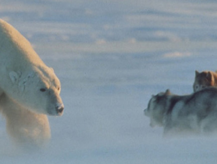 Polar bear versus sled dogs.  (1992)