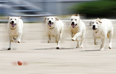 Four dog clones in Korea.  (2008)