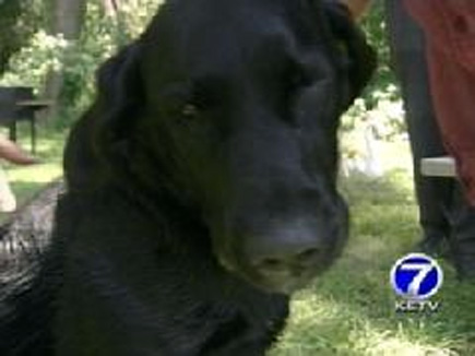 Jake, a 4-year-old Labrador retriever who saved his 12-year-old owner, Tony Bailey, from the rain-raised levels of the Platte River, near North Bend. (2008)