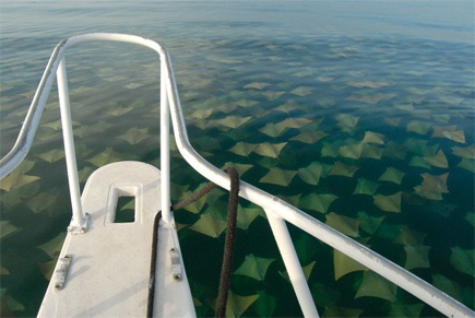 Caption as found: “Sting Ray Migration -Key West Florida”  (Year Unknown)