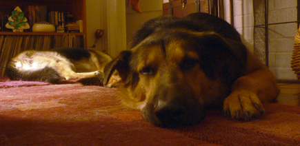 Argus and Sheriff sleeping in the living room.  (2005)