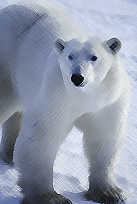 A stock photo of a polar bear all done up artistically with a crosshatch style courtesy of Photoshop.