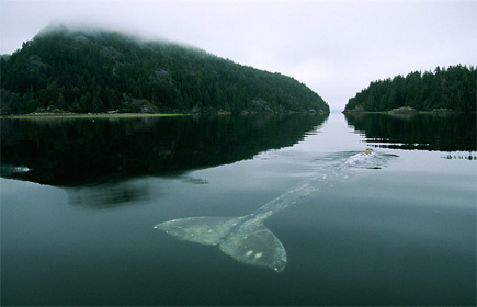 Whale at the surface of an unknown location (I'm guessing Washington).  Photo by CHRISTIANO~MATTZI on Flickr. (2008)