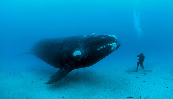Right whale on the bottom of the sea with a lucky diver.  Photo by Brian Skerry.  Copyright 2008 National Geographic Society.  (2008)