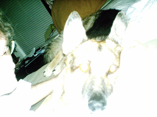 Me and Sheriff on the bed.  Alex snapped the picture with his digital camera.  (2008)
