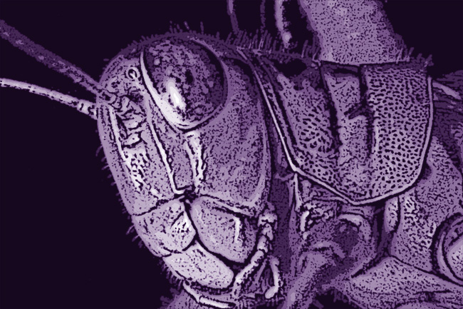 Random grasshopper image purple-ized.  For my dad.