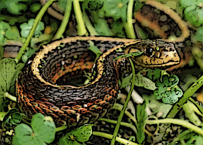 Random snake image. For my mom.