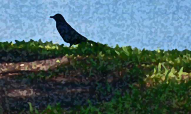 Photoshop artistic sponge rendering of a photo I took of black bird in the grass outside the Dali Museum in St. Petersburg, Florida.  (2009)