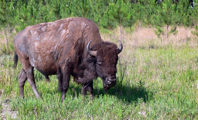 Buffalo found on the other side of a fence running between US 27 between Perry and Chiefland.  (2009)