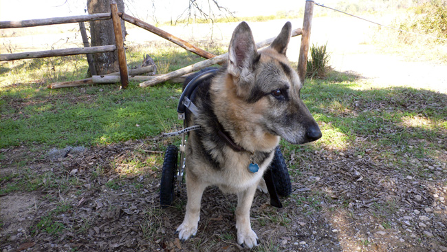 Sheriff trying out his new wheels in January of this year.  (2009)