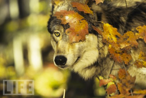 “On The Hunt in Canada” Photo: Tom Brakefield, Apr 04, 2006
