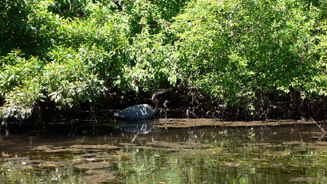 Great Blue Heron hiding near the shore of the Wakulla River.  (2010)