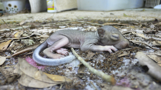 Baby squirrel exactly where I found it in the backyard last week.  (2010)