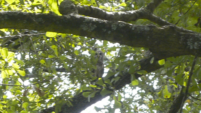 Took this picture a week-and-a-half ago from the backyard.  Candy and I were outside with our friend Bryan when he saw it up in the trees, and I was able to use the digital zoom on my camera to get a picture of it.  (2010)