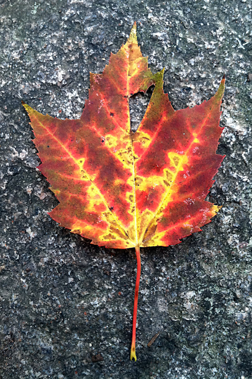 Found in the woods in the Upper Peninsula of Michigan earlier today.  (2011)