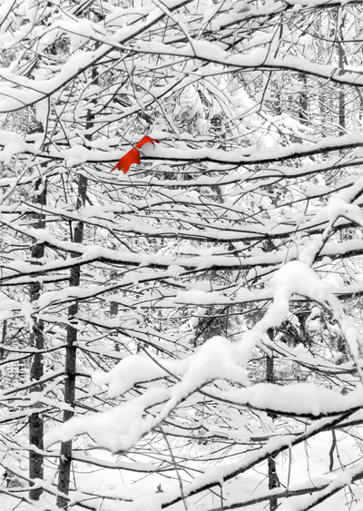 “Snow Comes Early”  Taken November 21st, 2011, in the Upper Peninsula of Michigan.  Digitally enhanced.
